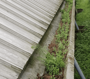 Happy customers in Tring who trust The Roof Moss Cleaners for gutter cleaning services